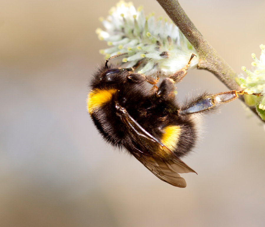 Bumblebee